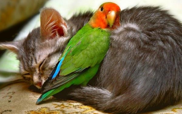 Враги навсегда? Эти животные доказали обратное