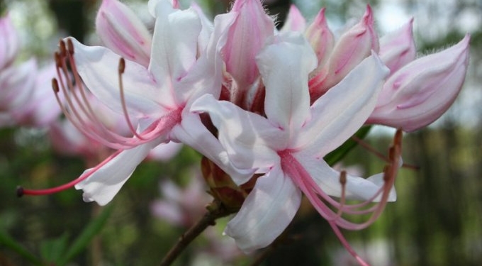 Внимание, опасность рядом! Эти цветы и растения красивы, но ядовиты