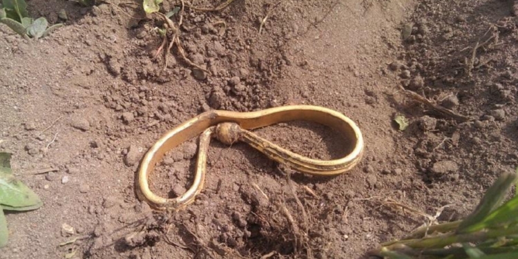 В Дании нашли древний клад викингов