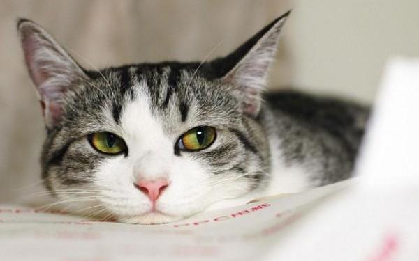 В Киеве кошка переправилась через Днепр, чтобы вернуться к хозяйке