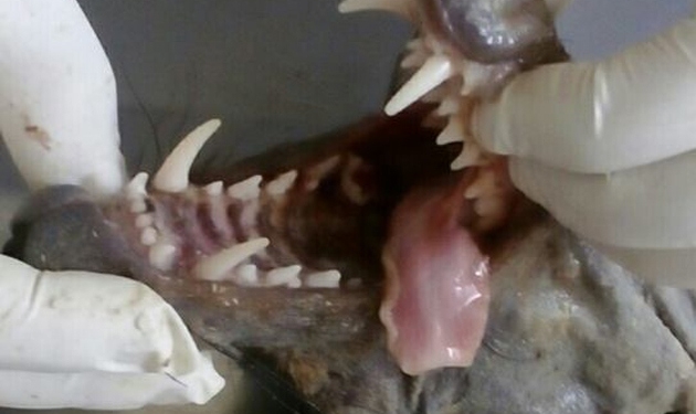 На Буковине поймали чупакабру. Ветеринары говорят, науке этот зверь неизвестен