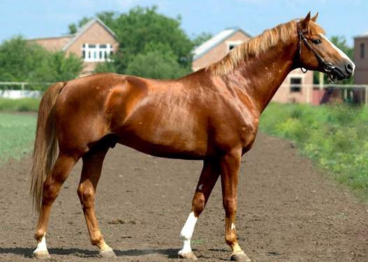 Курьезы в репортерской работе. Эта лошадь тоже решила поработать журналистом