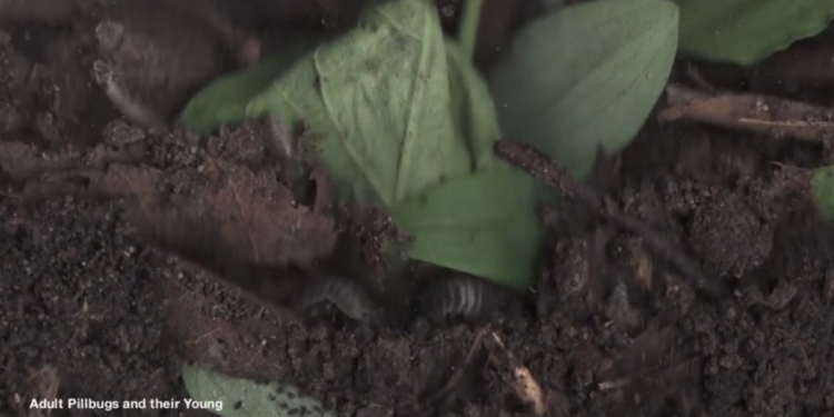 И жучки, и червячки. Ученый показал, что происходит в почве