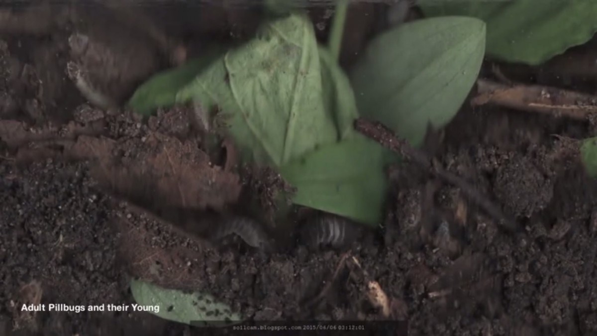 И жучки, и червячки. Ученый показал, что происходит в почве