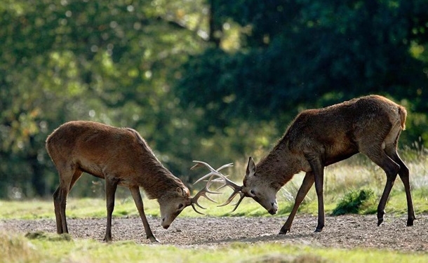 Забодались. На границе Украины и Беларуси волк разнял дерущихся