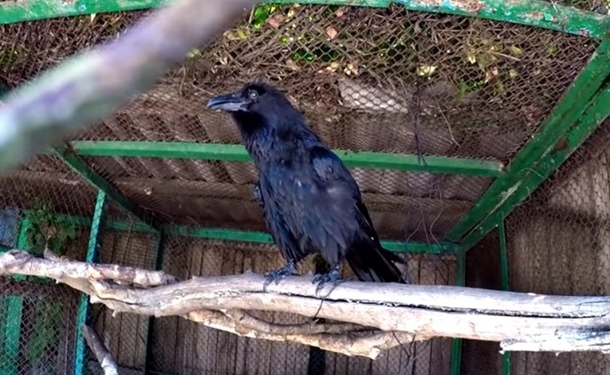 В Харькове живет говорящий ворон