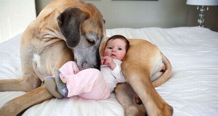 Друг и охранник. Собаки защищают младенцев даже от родителей