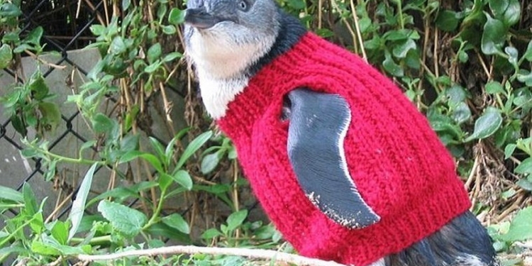 98-летняя австралийка вяжет милые свитеры для пингвинов