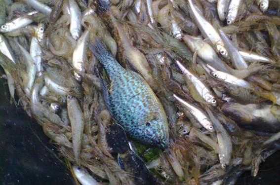 Операция «Нерест» в Березанском районе: полицейские открыли 10 уголовных производств