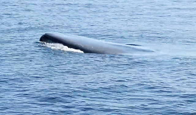 Как в Калифорнии спасали голубого кита, запутавшегося в рыболовных сетях