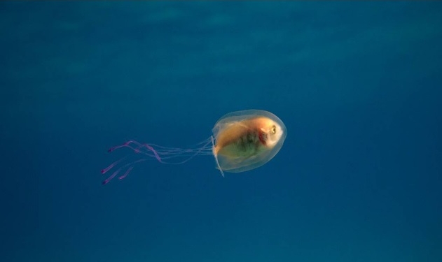 Не может быть! Фотограф запечатлел рыбу, застрявшую в медузе