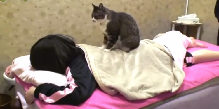 В Японии кошку научили делать массаж