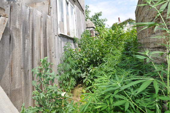 Конопля, опий и граната – и все это в одном доме в Корабельном районе Николаева