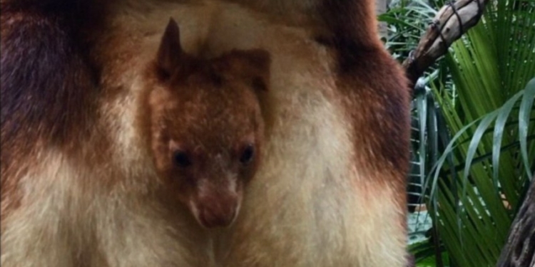 Редчайший древесный кенгуру родился в австралийском зоопарке впервые за 36 лт