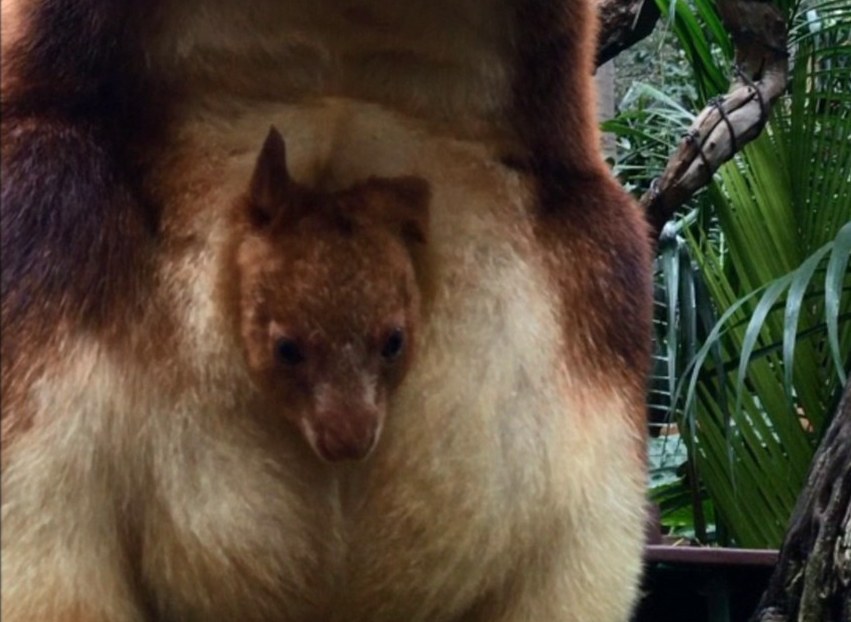 Редчайший древесный кенгуру родился в австралийском зоопарке впервые за 36 лт 2
