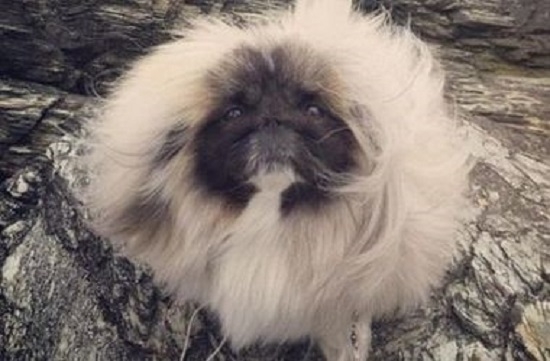 Это собака?! Да, это собака