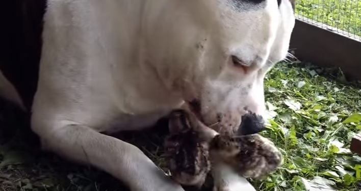 И такое бывает: страшный питбуль стал нежной нянькой для цыплят