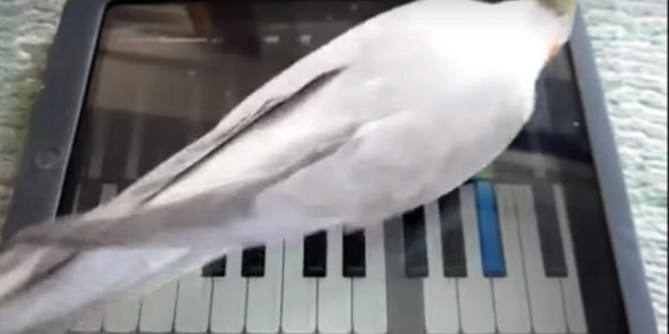 Кошки, собаки и попугаи тоже играют в компьютерные игры. Разработчики стараются, хозяева счастливы