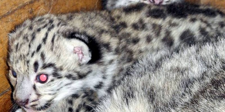 Николаевский зоопарк – первый во всем: впервые в Украине удалось получить потомство снежных барсов
