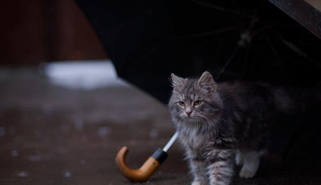 Погода на сегодня: на большей территории Украины ожидаются дожди, температура до +28