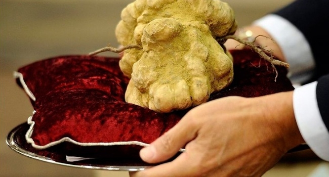 Житель Киевской области нашел гриб стоимостью 19 тыс.грн.