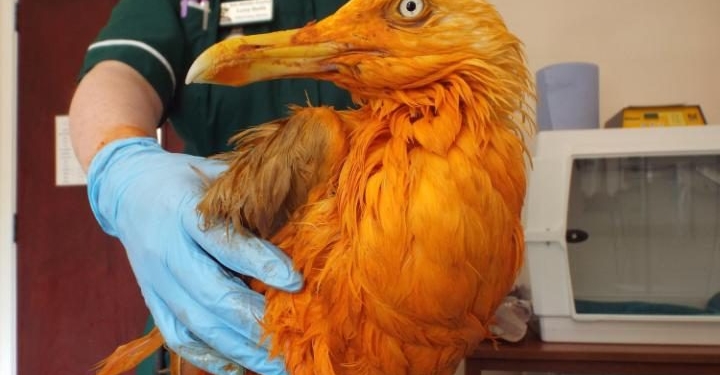 Чайка упала в карри и превратилась…в жар-птицу