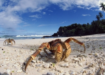 Тысячи гигантских крабов захватили побережье в Австралии