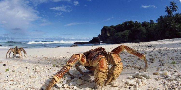Тысячи гигантских крабов захватили побережье в Австралии