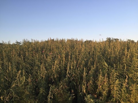 Полгектара марихуаны обнаружила СБУ в зоне АТО