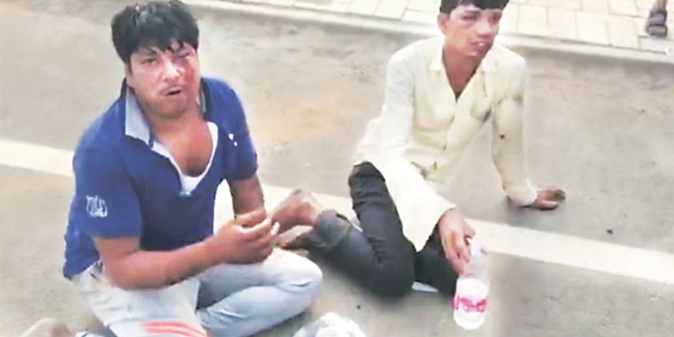 В Индии защитники коров наказали перевозчиков говядины – заставили их съесть то, что обычный человек есть не будет