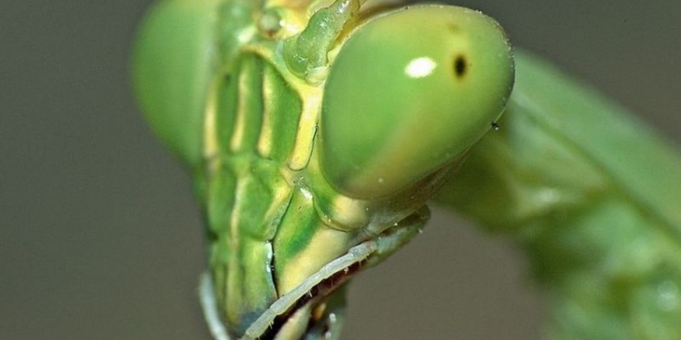 Ученые нашли объяснение привычке самок богомола откусывать голову самцам после спаривания