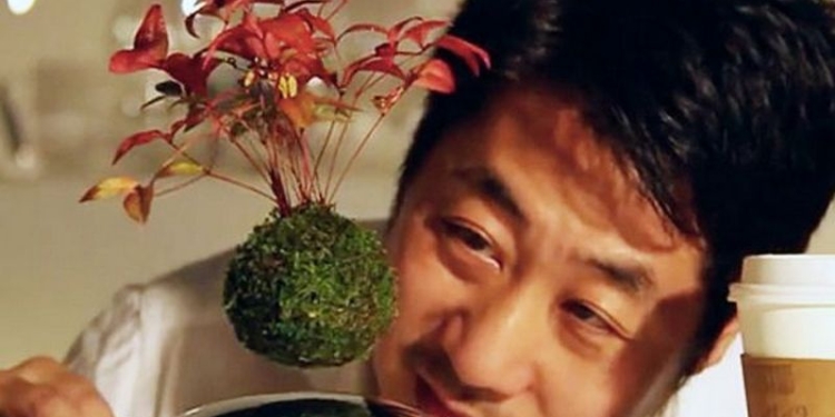 Японцы создали летающие деревья бонсай