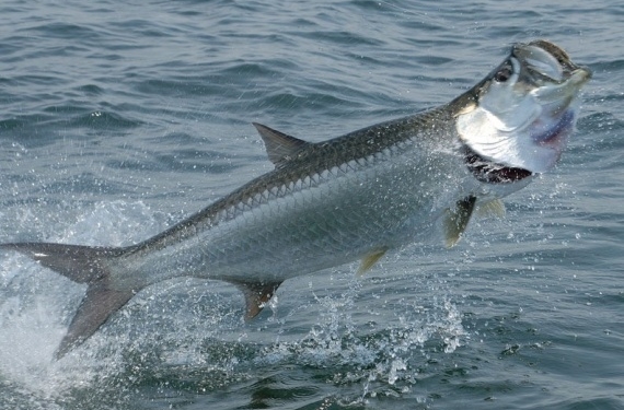 Крупный тарпон, спасаясь от акулы, запрыгнул в лодку. Не помогло