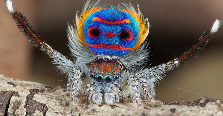 Австралийские ученые открыли семь видов пауков-павлинов