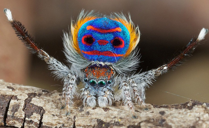 Австралийские ученые открыли семь видов пауков-павлинов 1