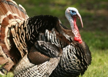 Танец влюбленных индюков. Голова идет кругом