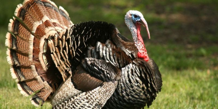 Танец влюбленных индюков. Голова идет кругом