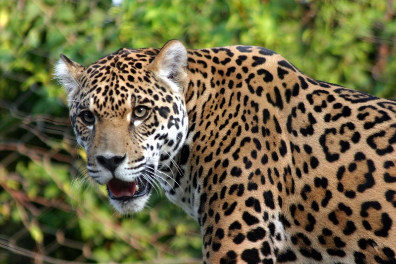 В Бразилии застрелили самку ягуара участвующую в эстафете олимпийского огня 1