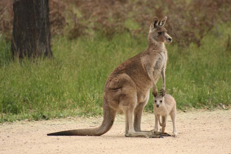 Ученые выяснили: кенгуру и олени — самые перспективные домашние животные 1
