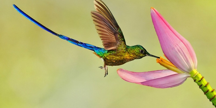 Модельер сшила платье для колибри и оправдала свое прозвище