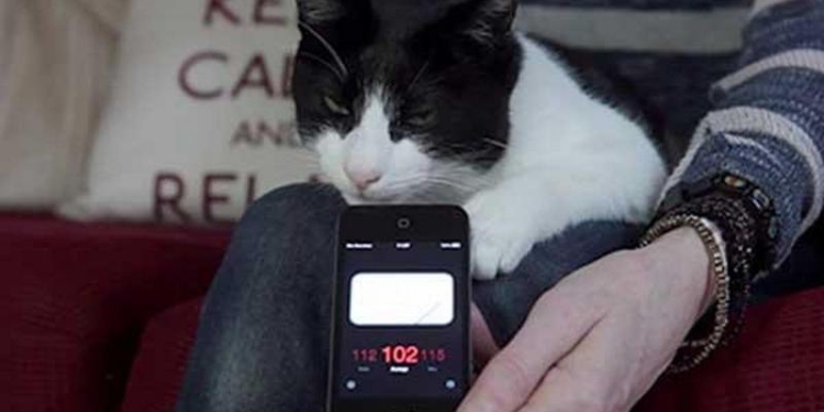 Кот Мерлин установил мировой рекорд