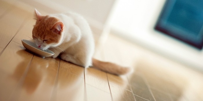 Пьяный барнаулец ограбил квартиру, но перед уходом накормил кота