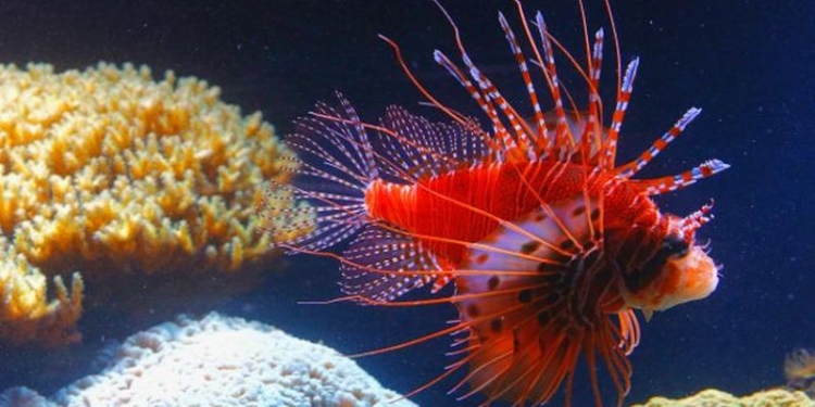 Полчища прожорливых ядовитых рыб плывут к берегам Турции