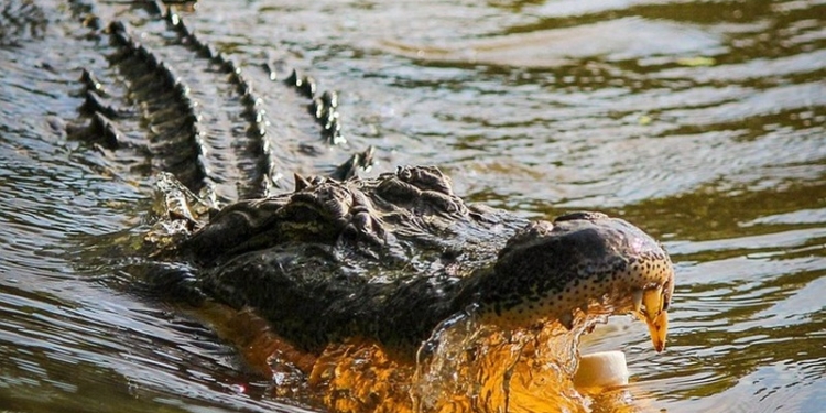 Аллигатор утащил ребенка в воду в Диснеевском парке