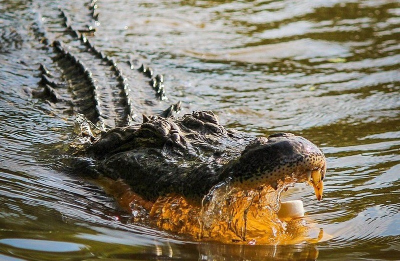 Друзья смогли отбить пенсионера у схватившего его крокодила