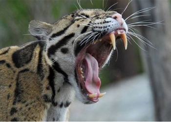 В Николаевский зоопарк приехала редкая красавица: самка дымчатого леопарда