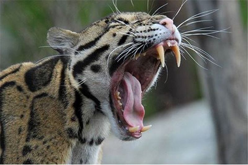 В Индии леопард-людоед утащил трехлетнего ребенка на глазах матери 1