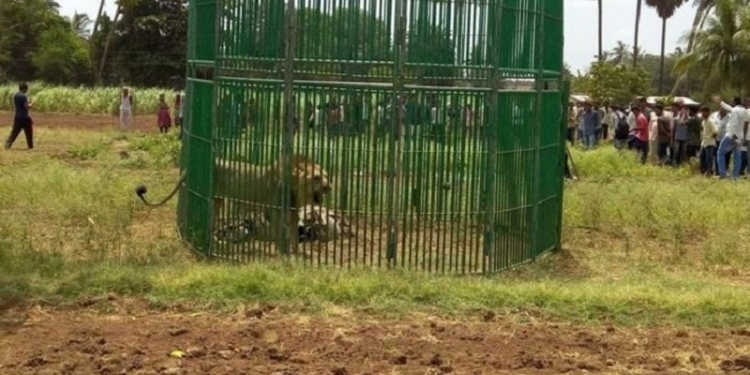 Лев-людоед приговорен к пожизненному тюремному заключению