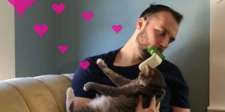 Создано устройство для лизания кота