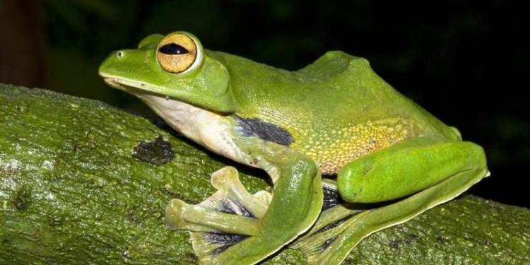 Французских пенсионеров обязали засыпать пруд в их дворе из-за слишком горластых лягушек